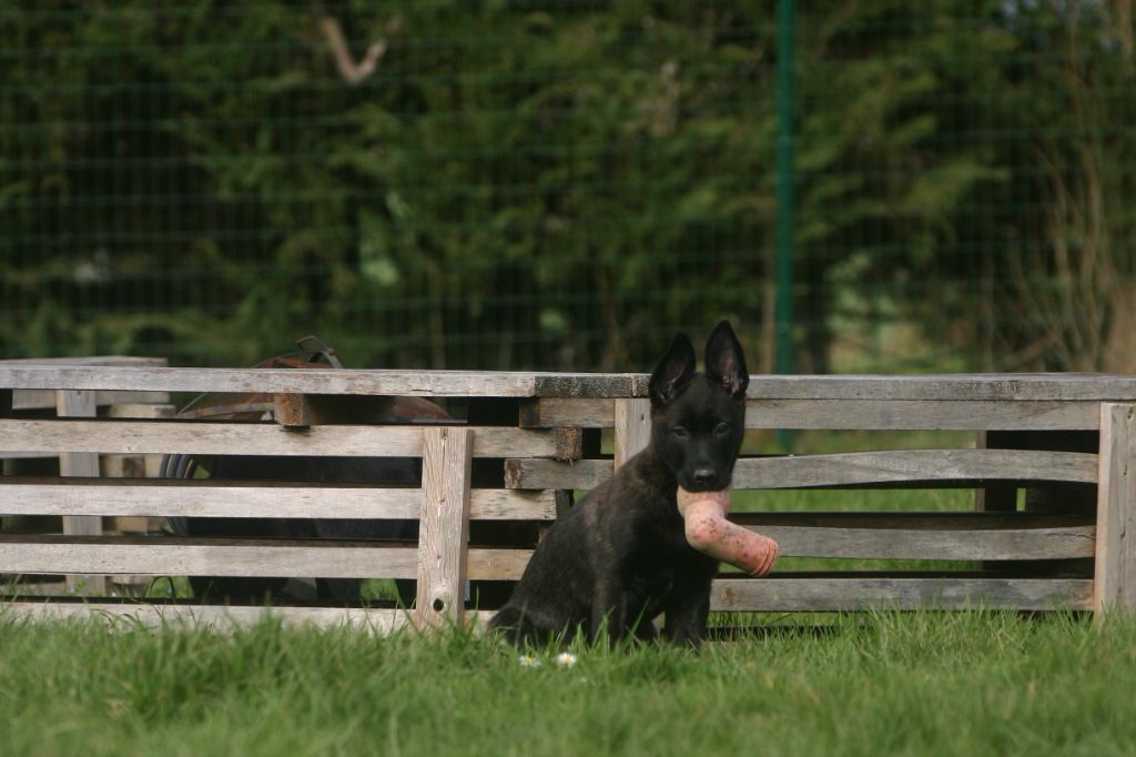 chiot Berger hollandais Du Jardin D'Oslo