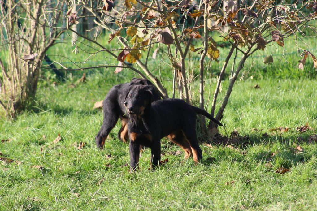 Du Jardin D'Oslo - Chiot disponible  - Berger de Beauce