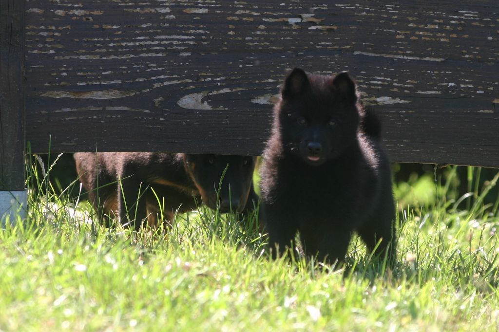 chiot Schipperke Du Jardin D'Oslo