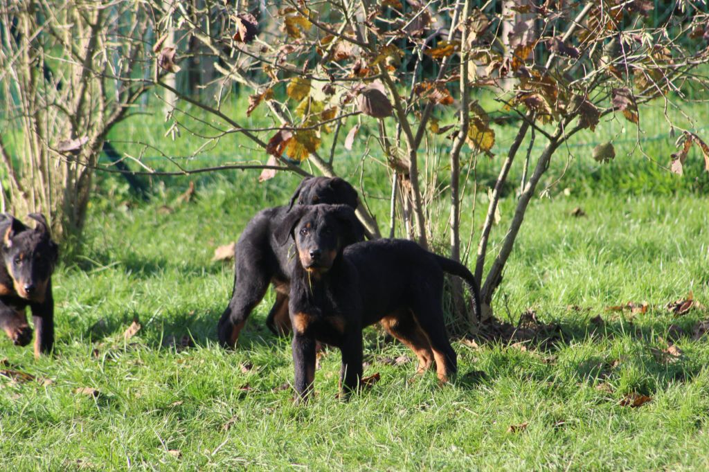 Du Jardin D'Oslo - Chiot disponible  - Berger de Beauce