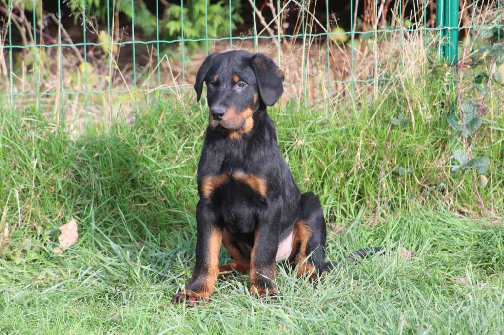 chiot Berger de Beauce Du Jardin D'Oslo