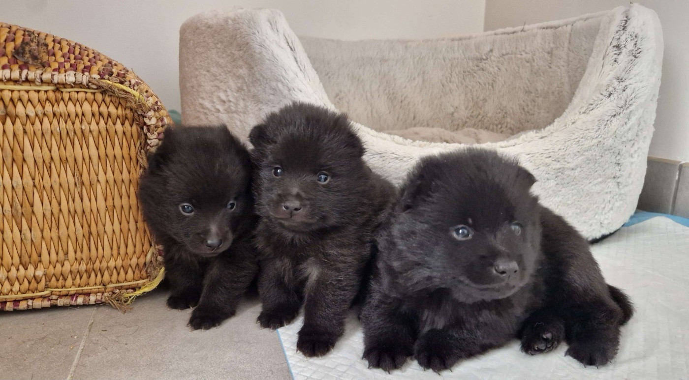 Du Jardin D'Oslo - Schipperke - Portée née le 13/10/2025