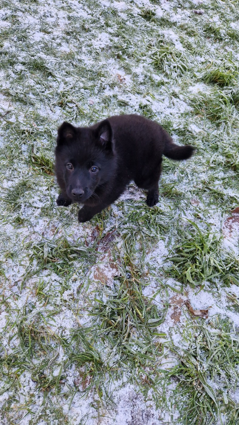 Du Jardin D'Oslo - Chiots disponibles - Schipperke