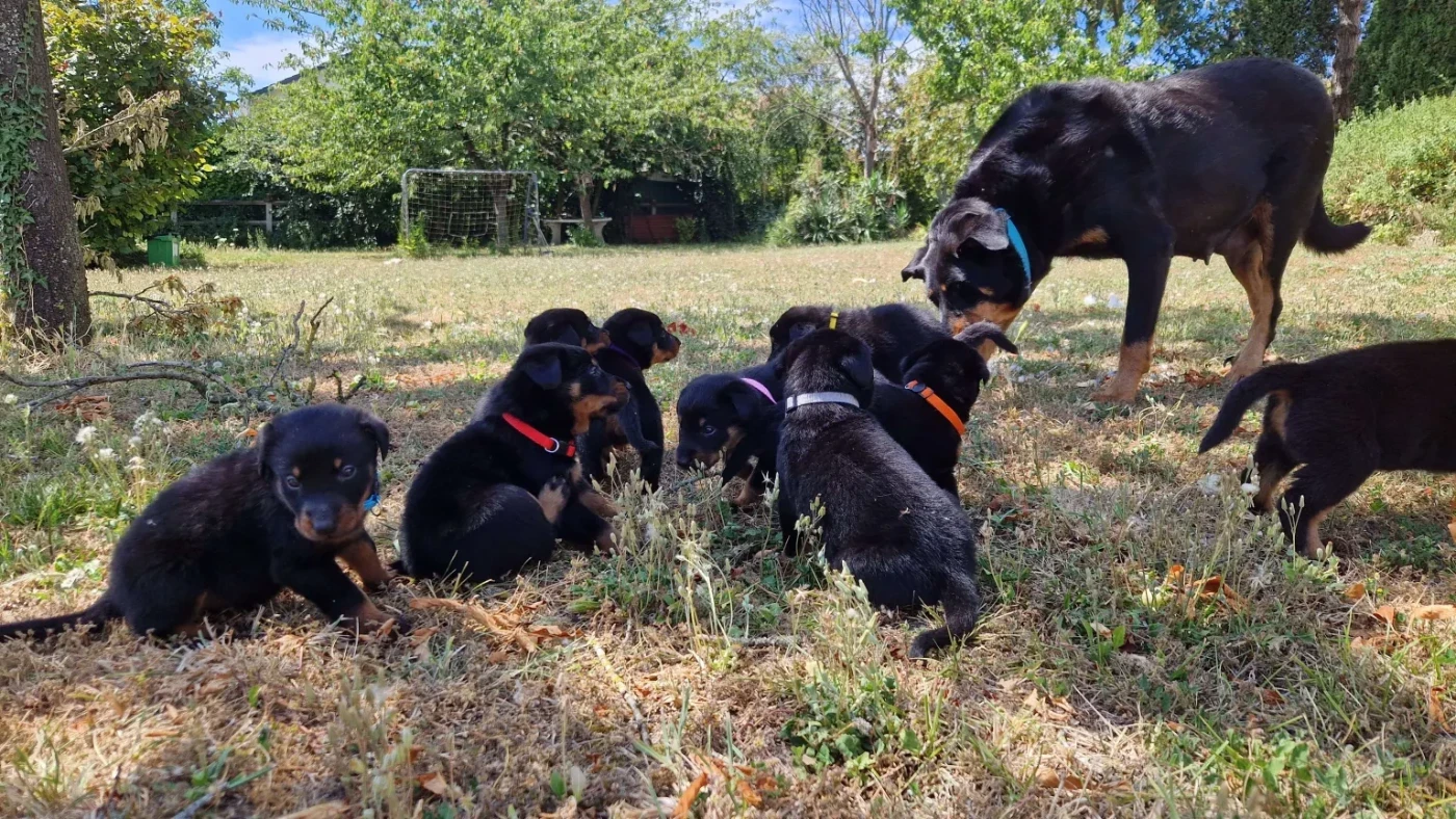 Chiot Berger de Beauce Du Jardin D'Oslo