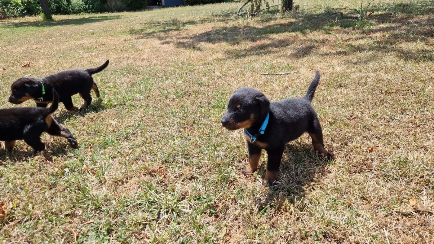 Du Jardin D'Oslo - Chiots disponibles - Berger de Beauce