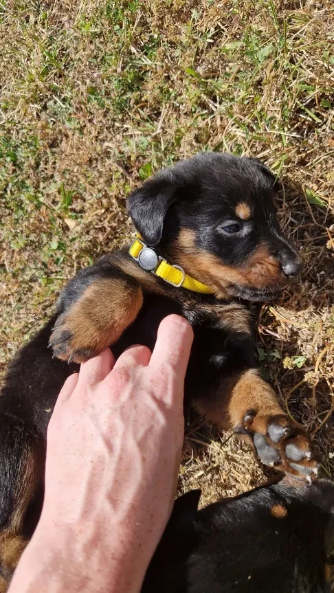 Du Jardin D'Oslo - Chiots disponibles - Berger de Beauce