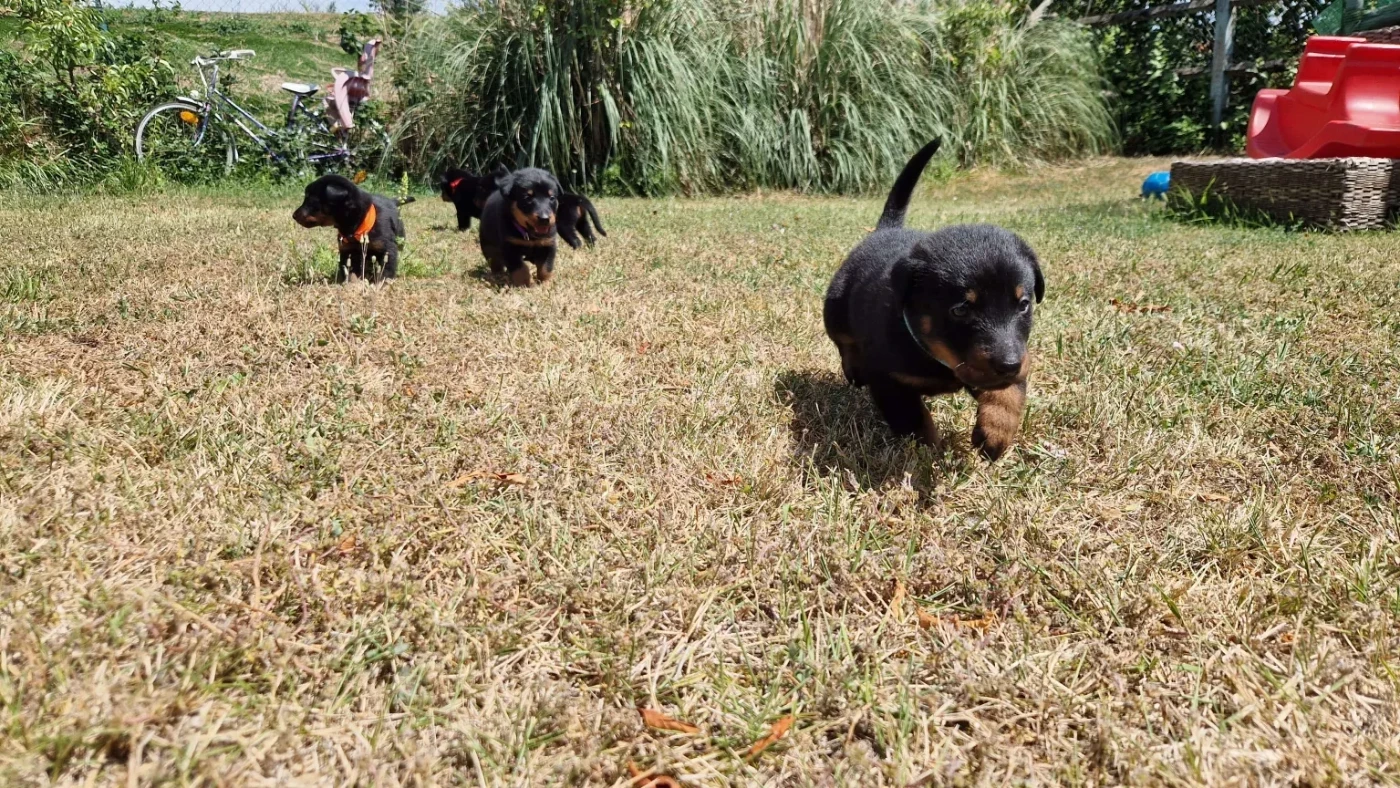 Du Jardin D'Oslo - Chiots disponibles - Berger de Beauce