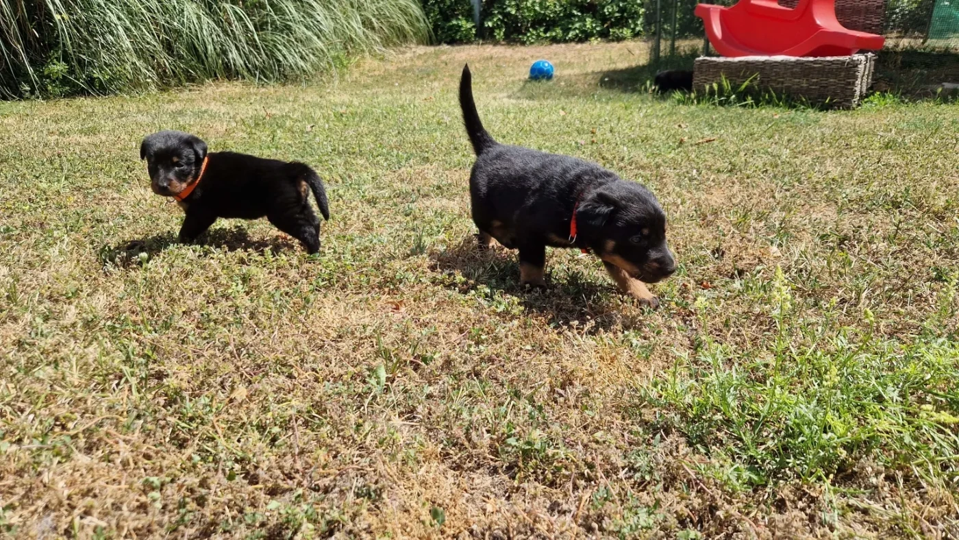 Du Jardin D'Oslo - Chiots disponibles - Berger de Beauce