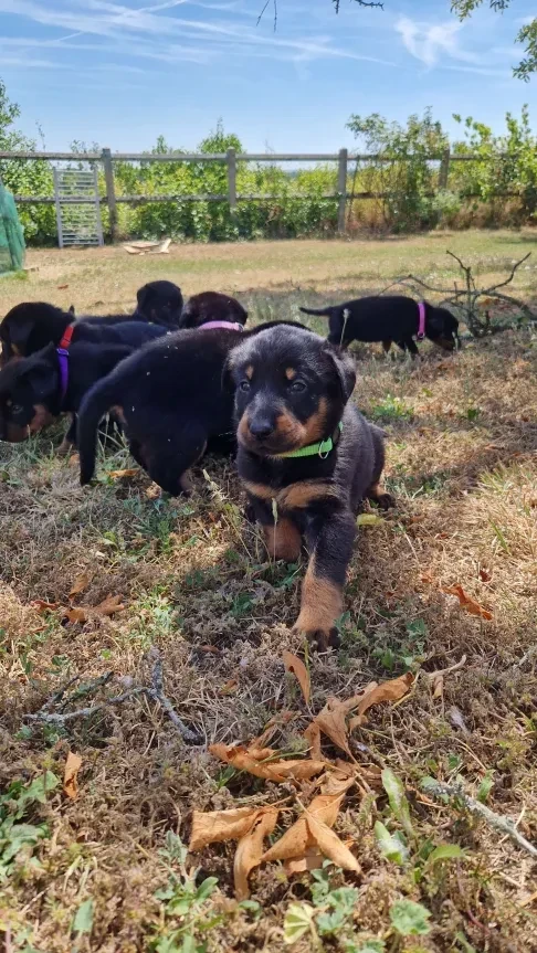 Du Jardin D'Oslo - Chiots disponibles - Berger de Beauce
