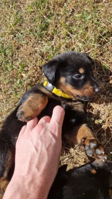 Chiot N°2