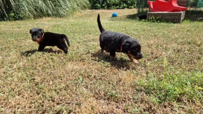 Chiot N°4