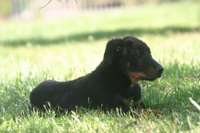CHIOT