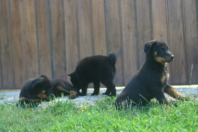 CHIOT