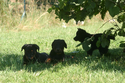 CHIOT