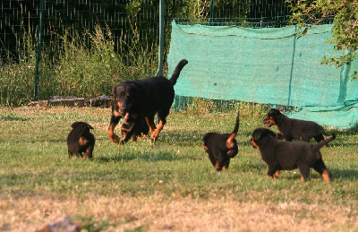 CHIOT