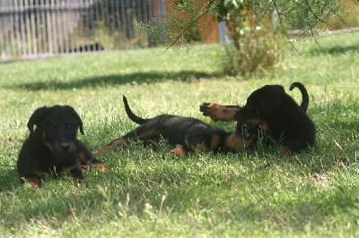 CHIOT